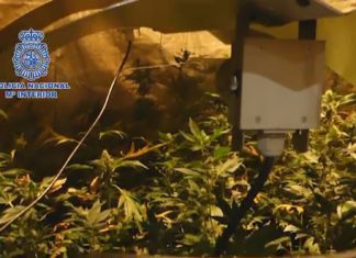 Localizan 700 plantas de marihuana nunha vivenda en Ribeira