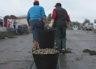 A confraría noiesa abrirá este luns a súa campaña marisqueira