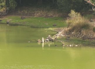 Situación ‘crítica’ no encoro de Caldas pola presenza de cianobacterias