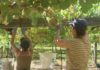 Rías Baixas despide a vendima con 38,5 millóns de quilos de uva recollida Rías Baixas despide a vendima con 38,5 millóns de quilos de uva recollida