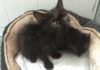 O Black Cat Friday busca fogar a gatos negros