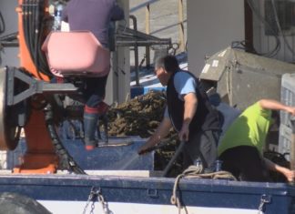 Os mexilloeiros de Muros xa poden traballar en tódolos polígonos da ría