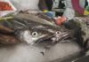 Marisco e peixe, os produtos favoritos para engalanar a mesa por Noiteboa