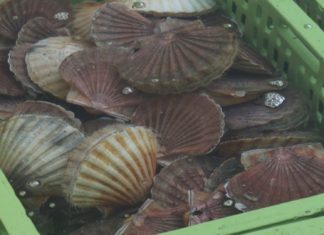 O luns comeza a campaña da vieira en Arousa