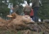 Novo ataque do lobo a gando criado na Serra do Barbanza