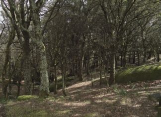 Lousame repoboará a contorna de San Lourenzo con especies autóctonas