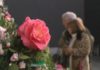 As camelias máis internacionalizadas