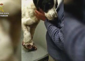 Novo caso de maltrato animal en Barbanza