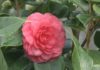 A camelia, a flor de Galicia