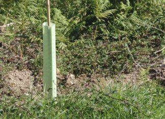 Rouban preto de 200 castiñeiros no monte de Renza Rouban preto de 200 castiñeiros no monte de Renza