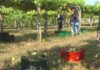 Pode aposta por incrementar o rendemento do viñedo aos 15.000 kg por hectárea Pode aposta por incrementar o rendemento do viñedo aos 15.000 kg por hectárea
