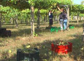 Pode aposta por incrementar o rendemento do viñedo aos 15.000 kg por hectárea Pode aposta por incrementar o rendemento do viñedo aos 15.000 kg por hectárea
