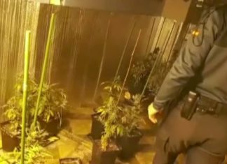 Detida unha parella de Ribadumia por cultivar marihuana enganchada ao alumeado público Detida unha parella de Ribadumia por cultivar marihuana enganchada ao alumeado público