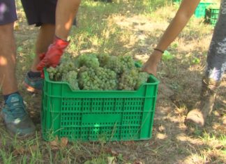 Pode busca apoios nos concellos do Salnés ao incremento das cotas de albariño Pode busca apoios nos concellos do Salnés ao incremento das cotas de albariño