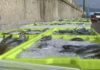 O cerco galego reclama unha cota de 750 quilos de xurelo por tripulante e día