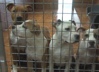 Chamamento ás adopcións no Refuxio de Cambados ante a súa situación límite