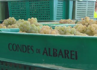 Condes de Albarei arrinca a vendima e calcula recoller 3 millóns de quilos de uva Condes de Albarei arrinca a vendima e calcula recoller 3 millóns de quilos de uva