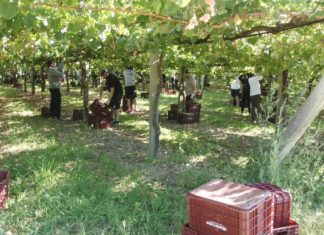 A vendima adiántase para a elaboración dos viños escumosos A vendima adiántase para a elaboración dos viños escumosos