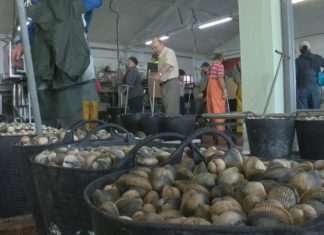 Arrinca a campaña marisqueira en Noia con boas expectativas