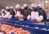 A Xunta amplía a concesión de Cefrico no porto de Vilagarcía ata 2043