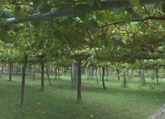 32 millóns de quilos de uva recollidos na Denominación de Orixe Rías Baixas 32 millóns de quilos de uva recollidos na Denominación de Orixe Rías Baixas