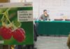 Os froitos do bosquen buscan oco entre os cultivos do Salnés