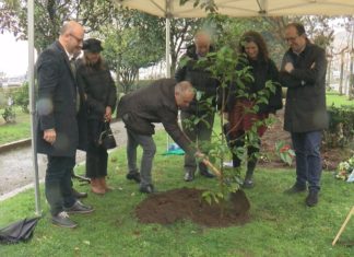 Unha camelia única lembra a Valle-Inclán na alameda da Pobra