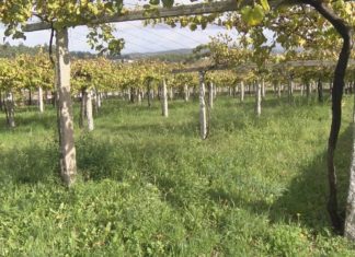 Os técnicos recomendan agardar á parada vexetativa dos viñedos para comezar coa poda Os técnicos recomendan agardar á parada vexetativa dos viñedos para comezar coa poda