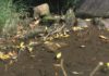O BNG de Ribeira denuncia a pasividade do goberno ante as verteduras ó río Listres
