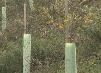 Os comuneiros de Vilagarcía recuperan 55 hectáreas de monte para evitar incendios forestais