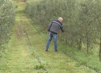 O primeiro aceite de oliva do Salnés producirase en Sanxenxo O primeiro aceite de oliva do Salnés pruducirase en Sanxenxo