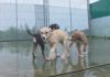 Os Palleiros suspende as adopcións dos cachorros para evitar que sexan tratados como xoguetes