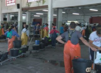 A campaña marisqueira de Noia, camiño dun novo récord de facturación