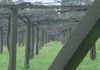 Os viticultores recomendan non podar con chuvia ou xeada para evitar enfermidades da madeira Os viticultores recomendan non podar con chuvia ou xeada para evitar enfermidades da madeira