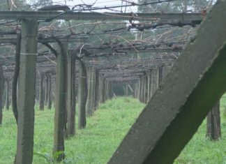 Os viticultores recomendan non podar con chuvia ou xeada para evitar enfermidades da madeira Os viticultores recomendan non podar con chuvia ou xeada para evitar enfermidades da madeira