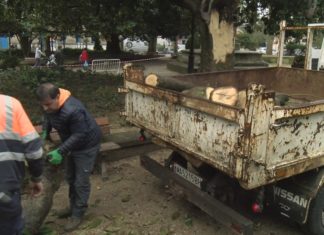 Cae unha póla de catro toneladas nos xardíns da alameda de Noia
