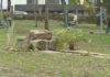 Sanxenxo recupera o parque de Punta Vicaño con 80 novas árbores e un estanque