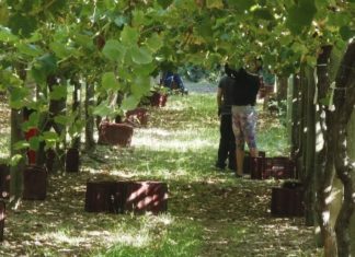A Q de Calidade para a Ruta do Viño Rías Baixas chegará antes do Xacobeo 2021