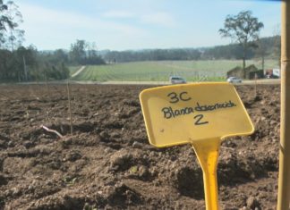 Tres variedades de uva branca ‘inexploradas e descoñecidas’ medran dende hoxe no Salnés