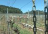 Os viticultores colaboran cos concellos para desinfectar as rúas Os viticultores colaboran cos concellos para desinfectar as rúas