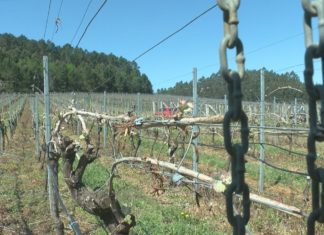 Os viticultores colaboran cos concellos para desinfectar as rúas Os viticultores colaboran cos concellos para desinfectar as rúas