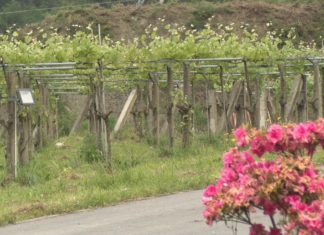 Os viticultores orientan os seus traballos nos viñedos a combater o mildiu Os viticultores orientan os seus traballos nos viñedos a combater o mildiu