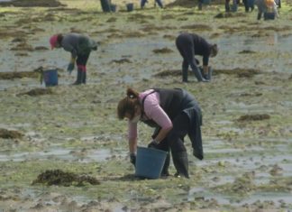 Máscaras e distancia de seguridade: as ferramentas das mariscadoras na súa volta á actividade