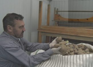 A Asociación Peñas Boiro recada preto dos dous mil quilos de alimentos para Cáritas