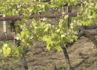 Os técnicos acosellan aos viticultores tratar os viñedos para previr o mildiu Os técnicos acosellan aos viticultores tratar os viñedos para previr o mildiu