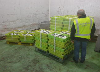 Comisados máis de mil quilos de sardiña ilegal en Portosín