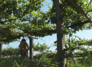 Condes de Albarei impulsa o enoturismo virtual con catas nas súas redes sociais