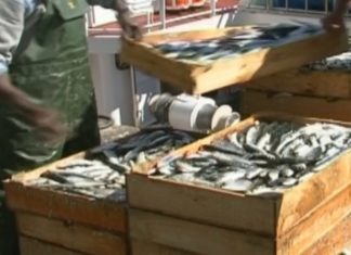 O cerco demanda máis cota de sardiña ante a proximidade do San Xoán