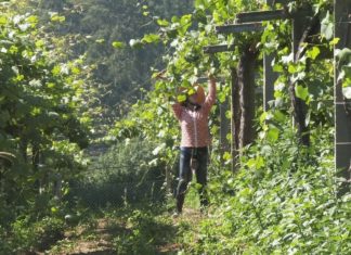 A Xunta cre que as axudas do Goberno central para o sector do viño apenas terán incidencia en Galicia