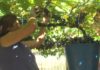 A D.O. Rías Baixas presenta un novo protocolo de seguridade de cara á vendima